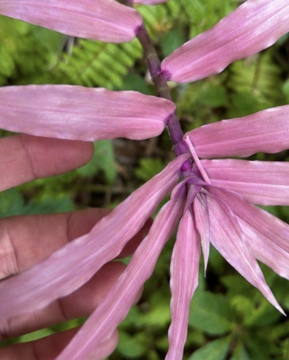 5 Rare Pink Wandering Jew, Tradescantia Plant 8” + Live Cuttings