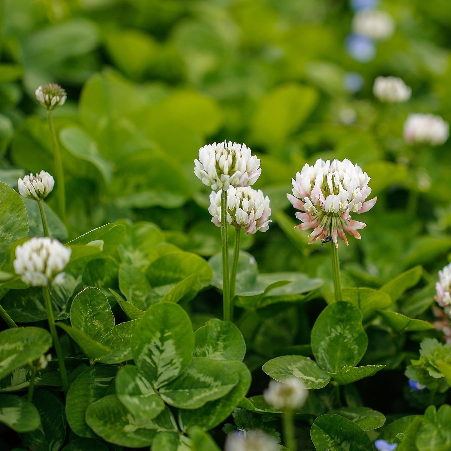 White Dutch Clover Seed – Nitrocoated & GMO-Free, 1 lb for Erosion Control