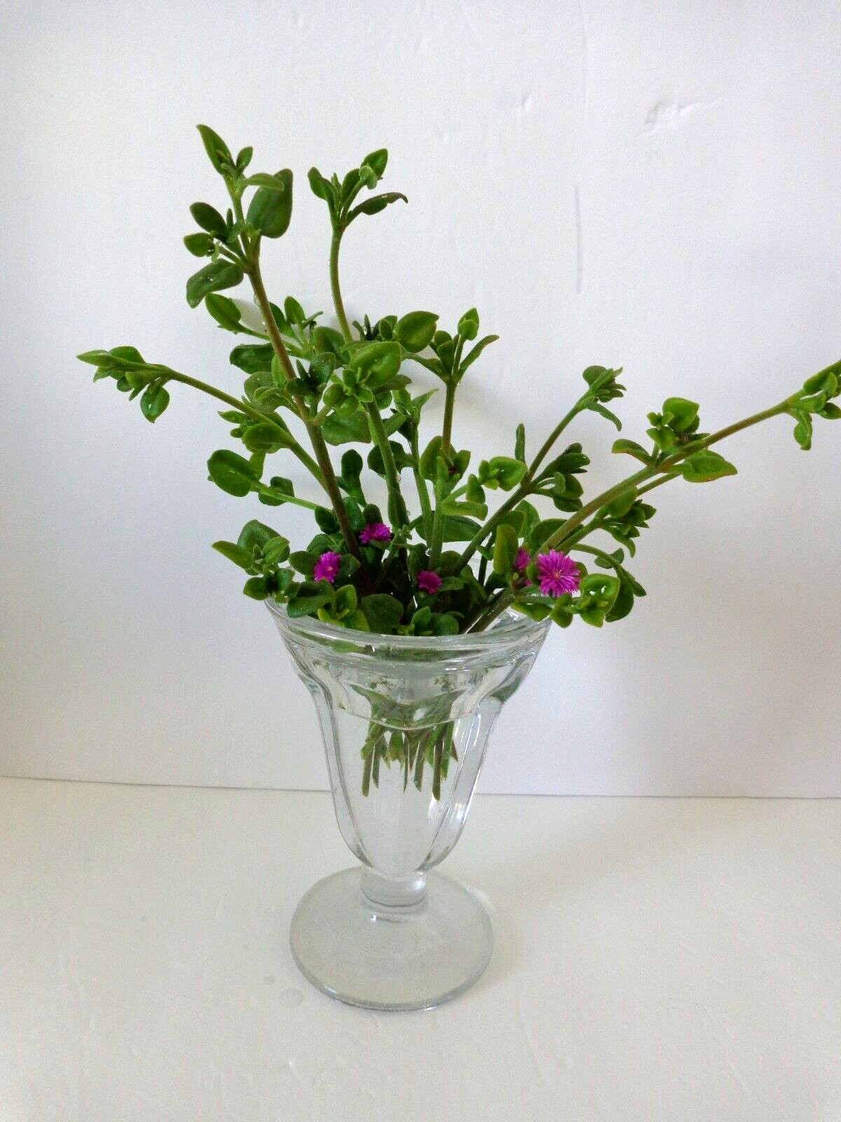 10 Cuttings Aptenia cordifolia Purple/Pink Apple Ice Plant’ ‘Baby Sun Rose’ 4″-7