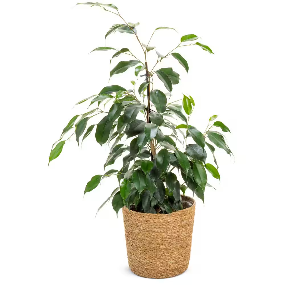 Weeping Fig Ficus Benjamina Cling-On Danielle Indoor Plant in 7 In. Wicker Jute