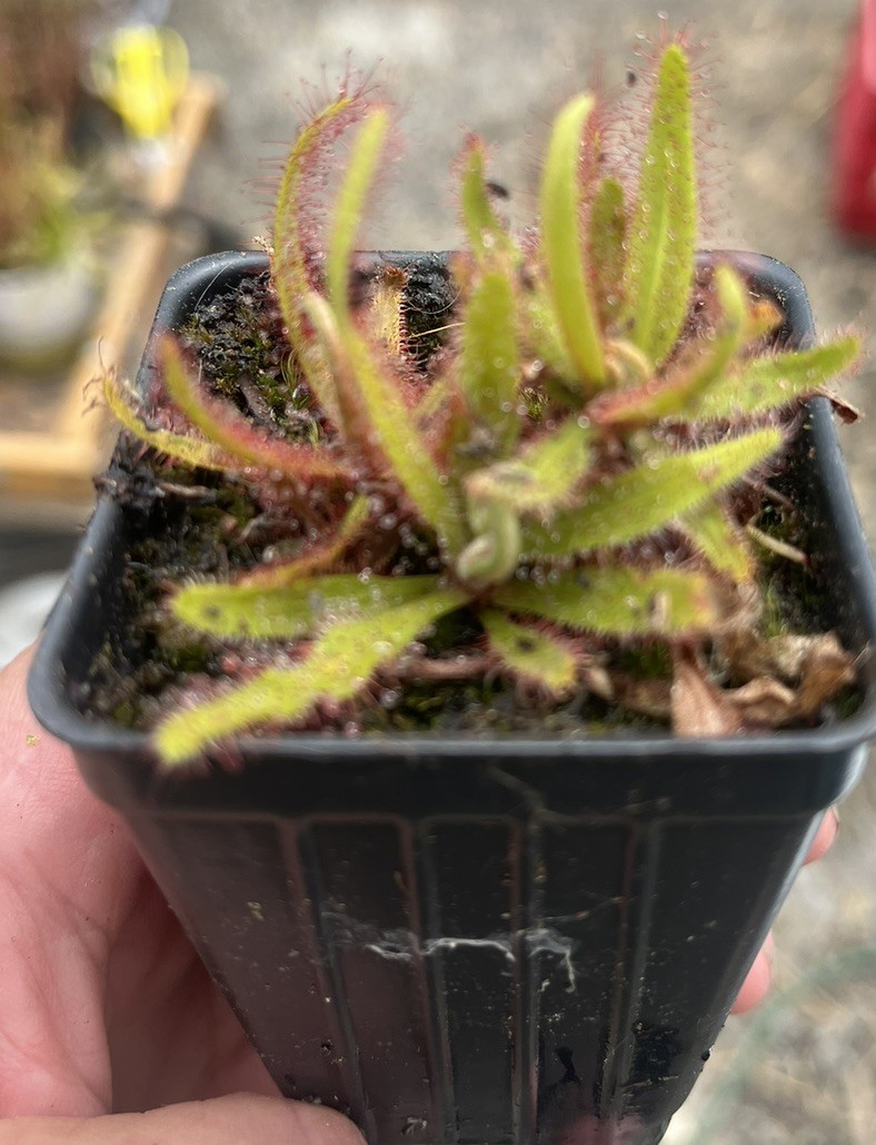 Drosera Adalae Live Carnivorous Plant Potted Sundew