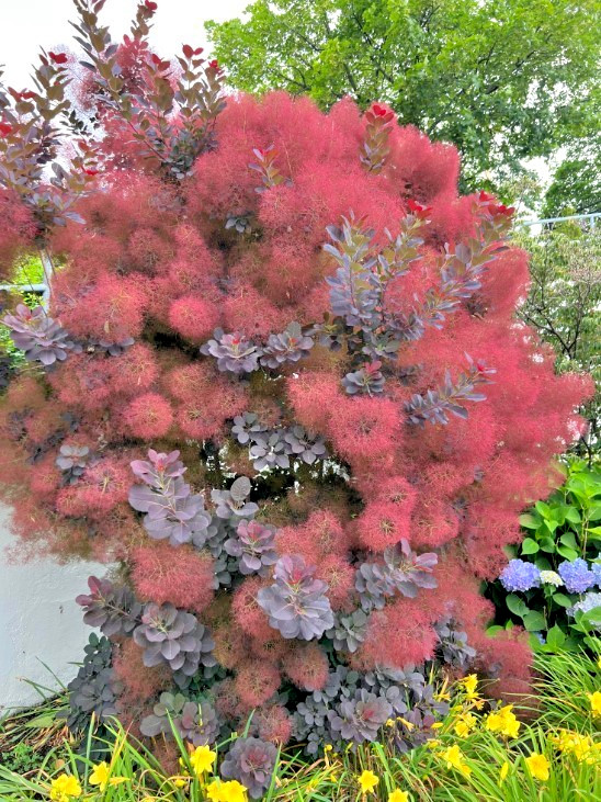 Eupatorium Purple Smoke Live Plant – 6-12″ – 4″ Pot – Zones 4-9 – Purple Plumes