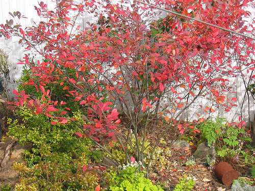 Red Chokeberry, Aronia arbutifolia Brilliantissima, Shrub Seeds