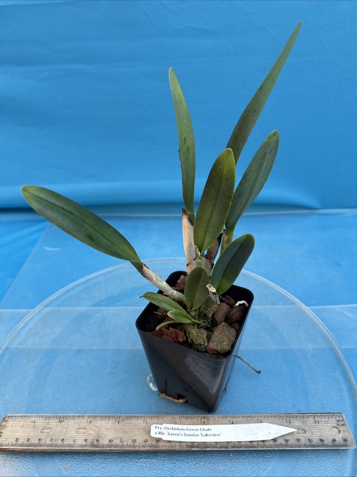 Pry. Orchidom Green Glade X Rlc Karen’s Sunrise Fragrant BS Orchid Eros 4” Pot