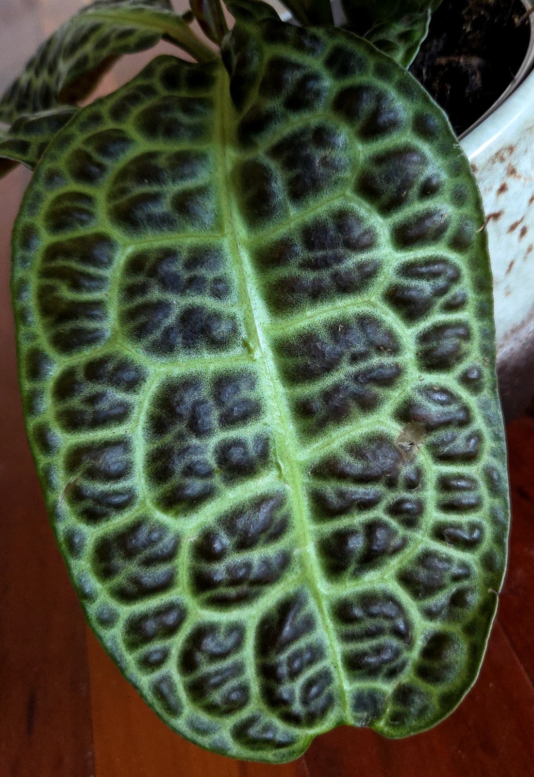 Rare Labisia Kura Kura 14″ Tall 2 Plants Aroid Not Philodendron Monstera
