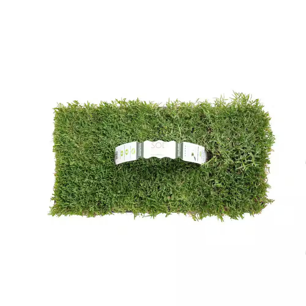 Bermuda Grass Plugs (64-Count) Natural, Affordable Lawn Improvement