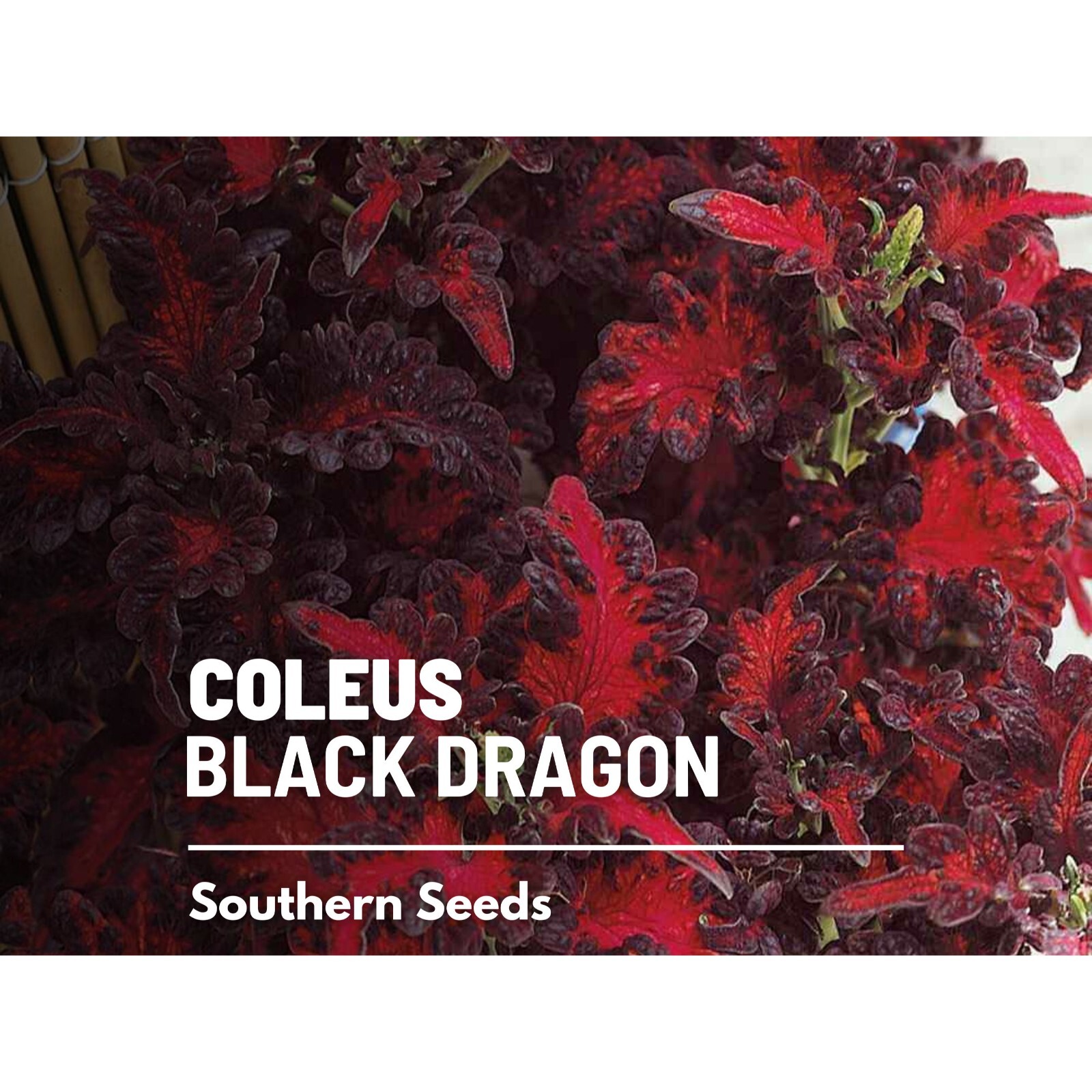 Coleus, Black Dragon (Plectranthus scutellarioides) – 20 Seeds – Heirloom Plant