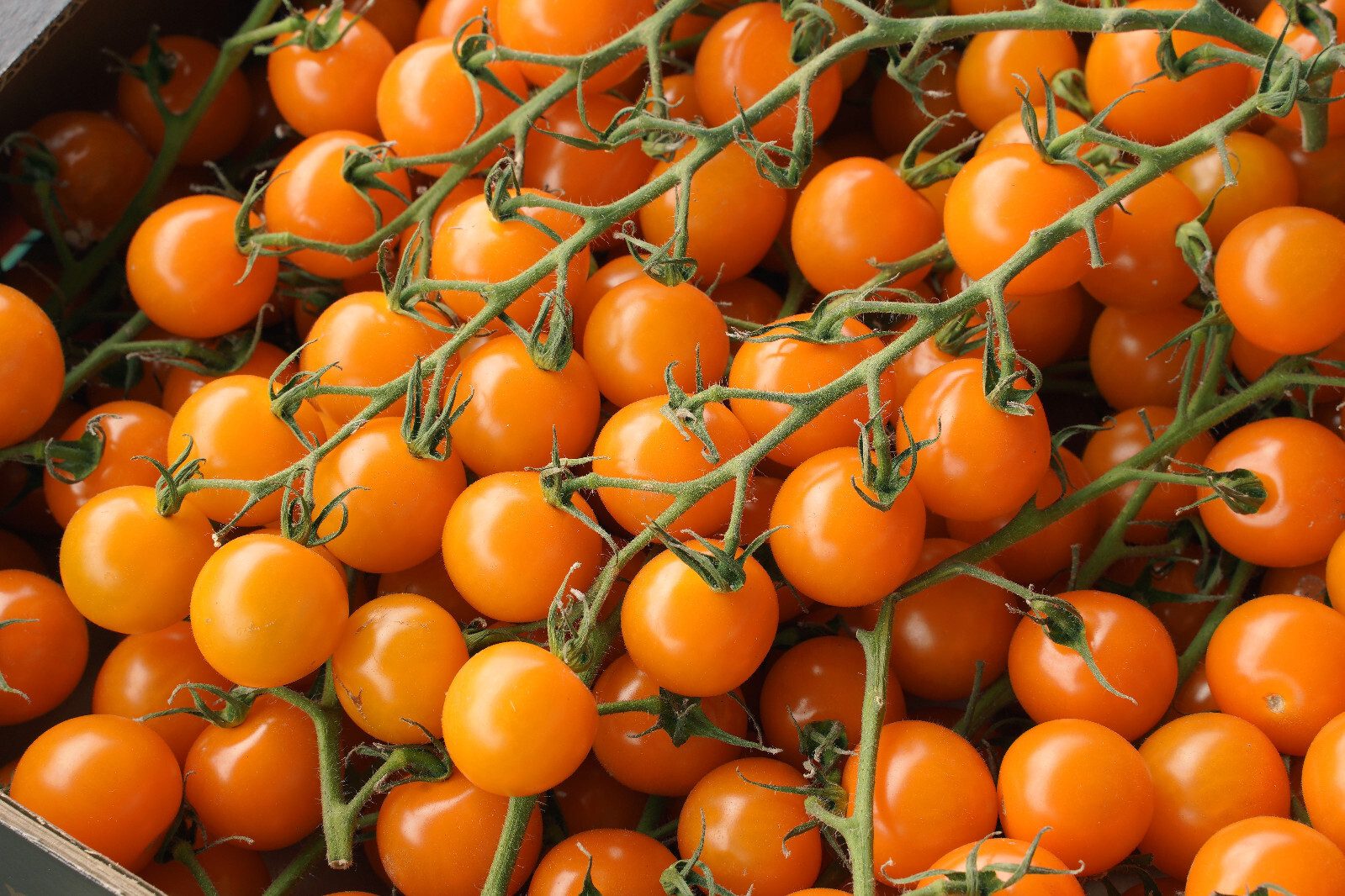 100 ORANGE CHERRY TOMATO Heirloom Solanum Lycopersicum Indeterminate Seeds