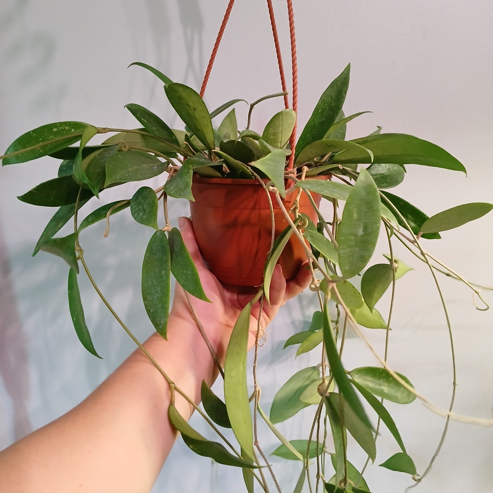 Hoya Hanging Pot, 6 Inch