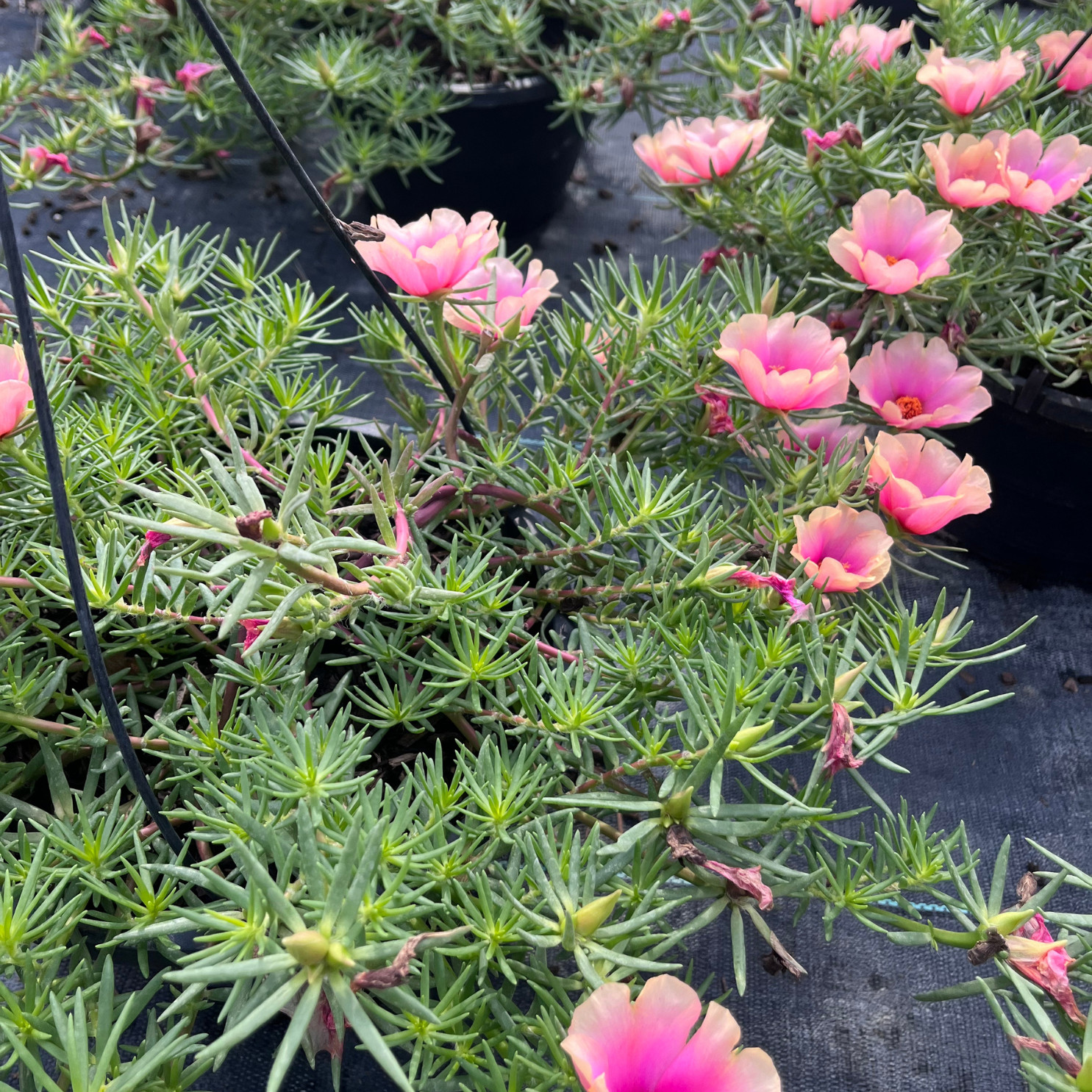 Hot Pink Portulaca grandiflora, moss rose or purslane plant 6 in Basket