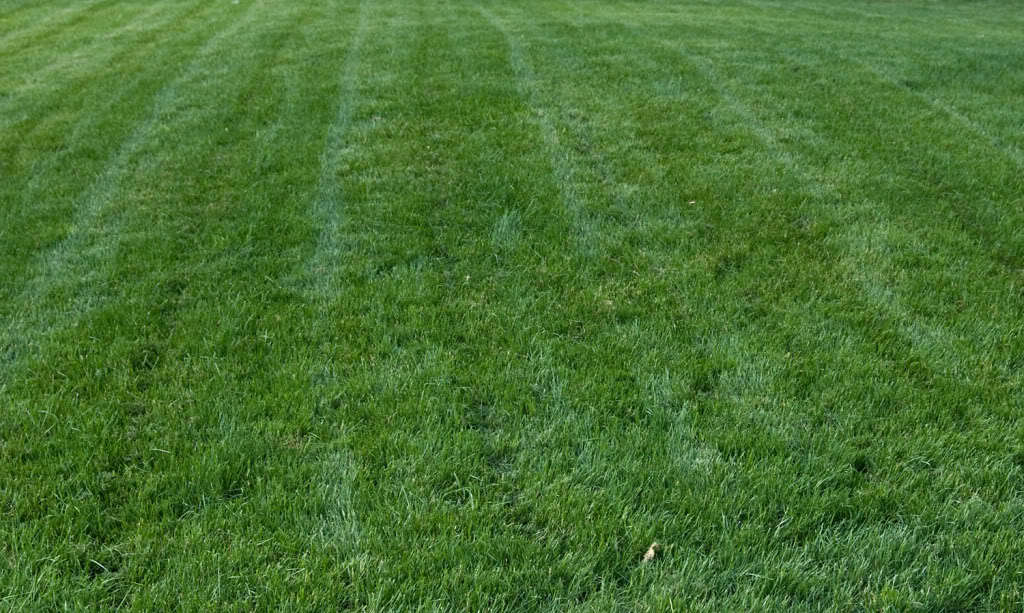 Titan Rx Turf Type Tall Fescue Grass seed – 10 Lb.