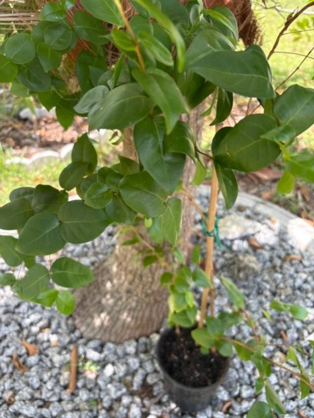 ~24 MO TRIPLE SURINAM BLACK CHERRY SEEDLINGS (EUGENIA UNIFLORA/LOLITA CULTIVAR)