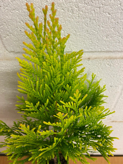 Golden Arborvitae (thuja plicata) tree qt pot