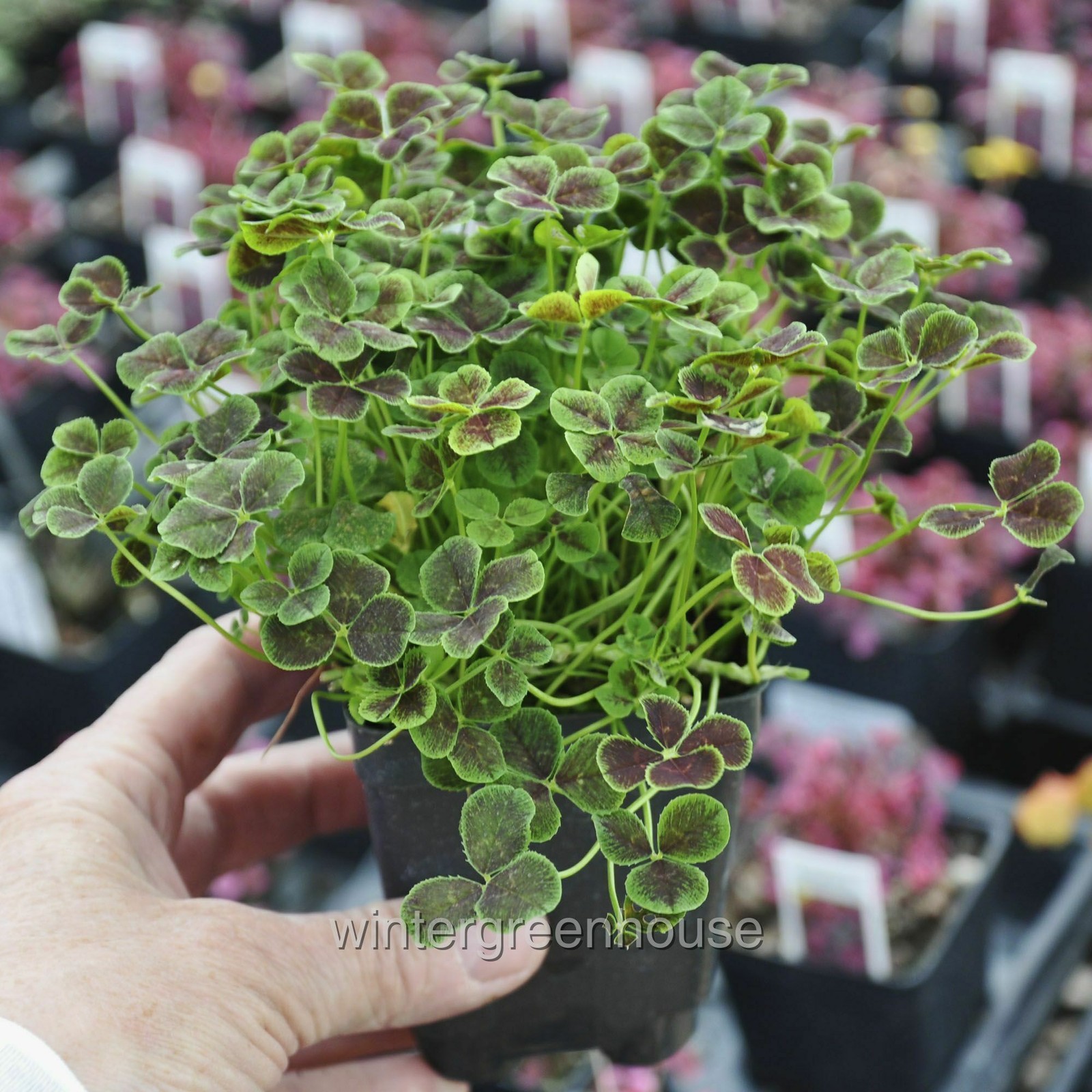 Trifolium repens Atropurpureum, Dutch Clover, Container Size: 3″ (2.6×3.5″)