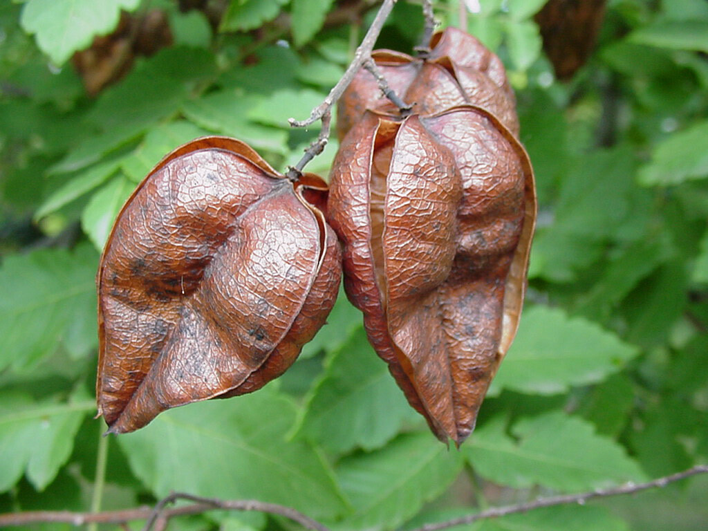 Golden Raintree, Koelreuteria paniculata, Tree Seeds