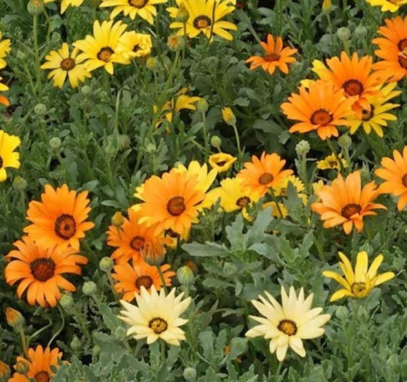 200+ African Daisy Seeds **Fresh Seeds** ~~Free Shipping~~