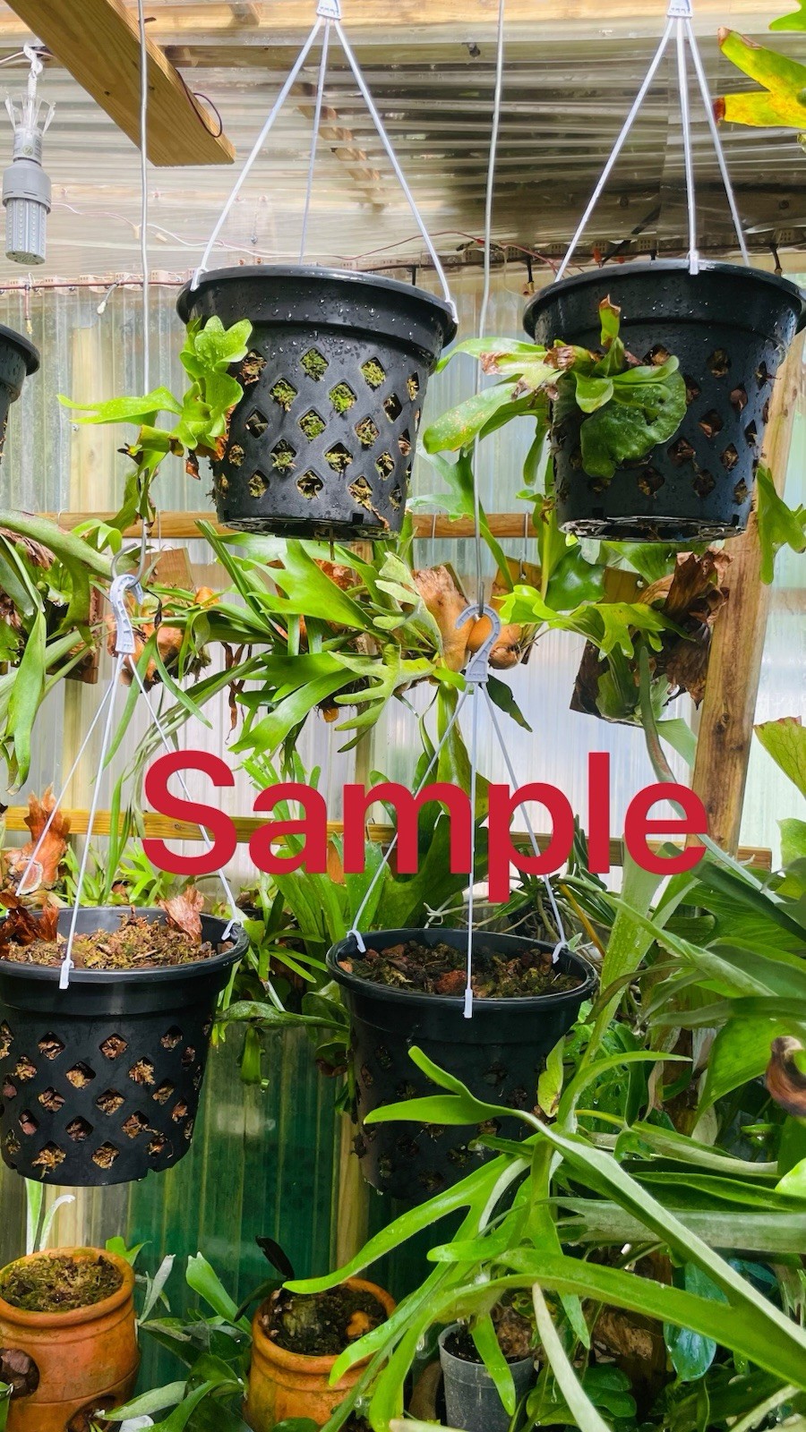 Platycerium Staghorn Fern Pot With Hanging Hook 10 Inch