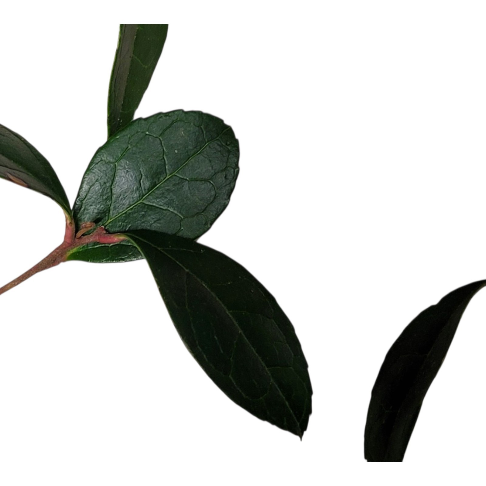 5 Bare Root Teaberry Cuttings | Wintergreen Plants | Gaultheria Procumbens