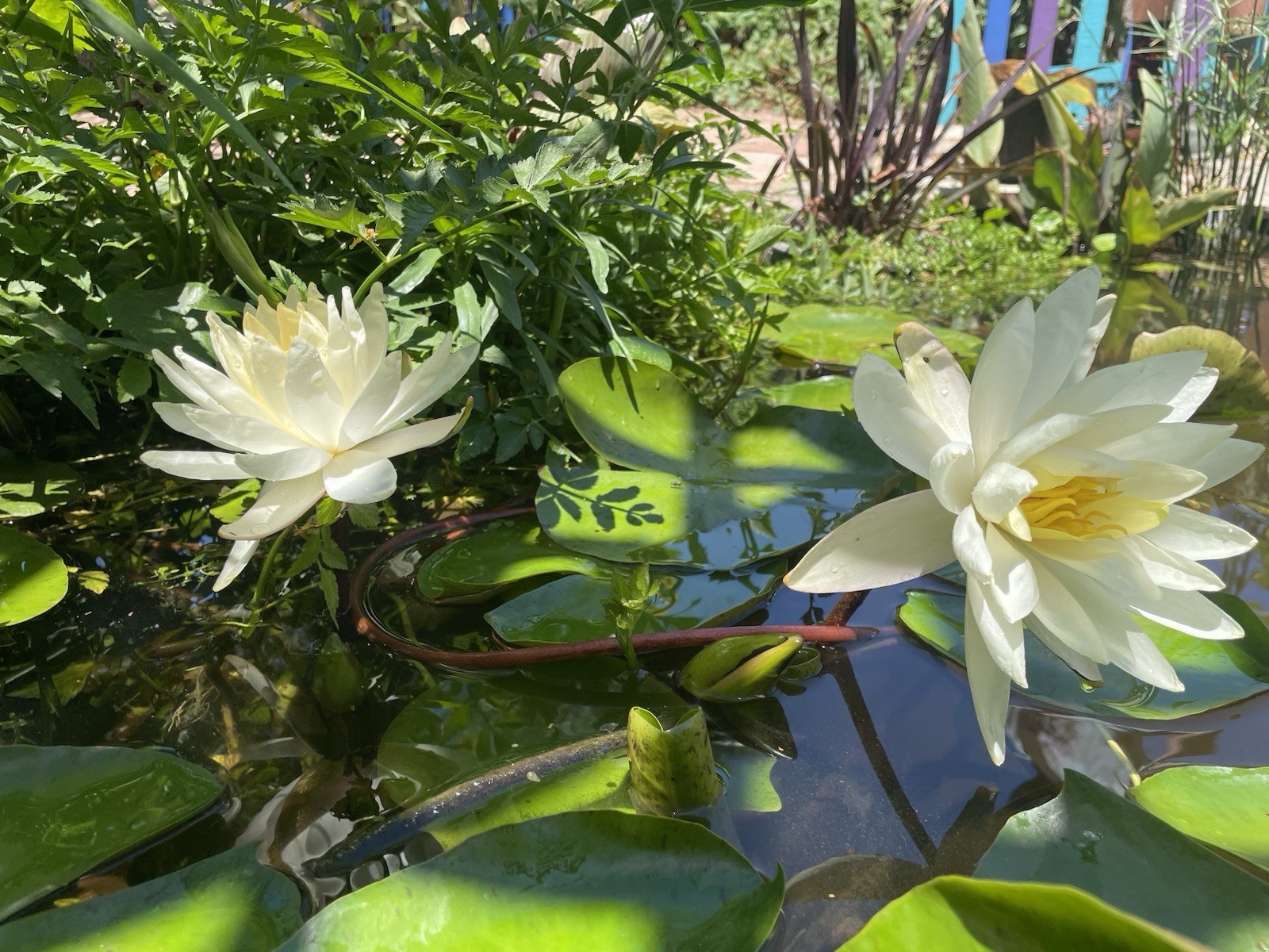 Virginia White Cold Hardy Water Lily / Mature Blooming Size