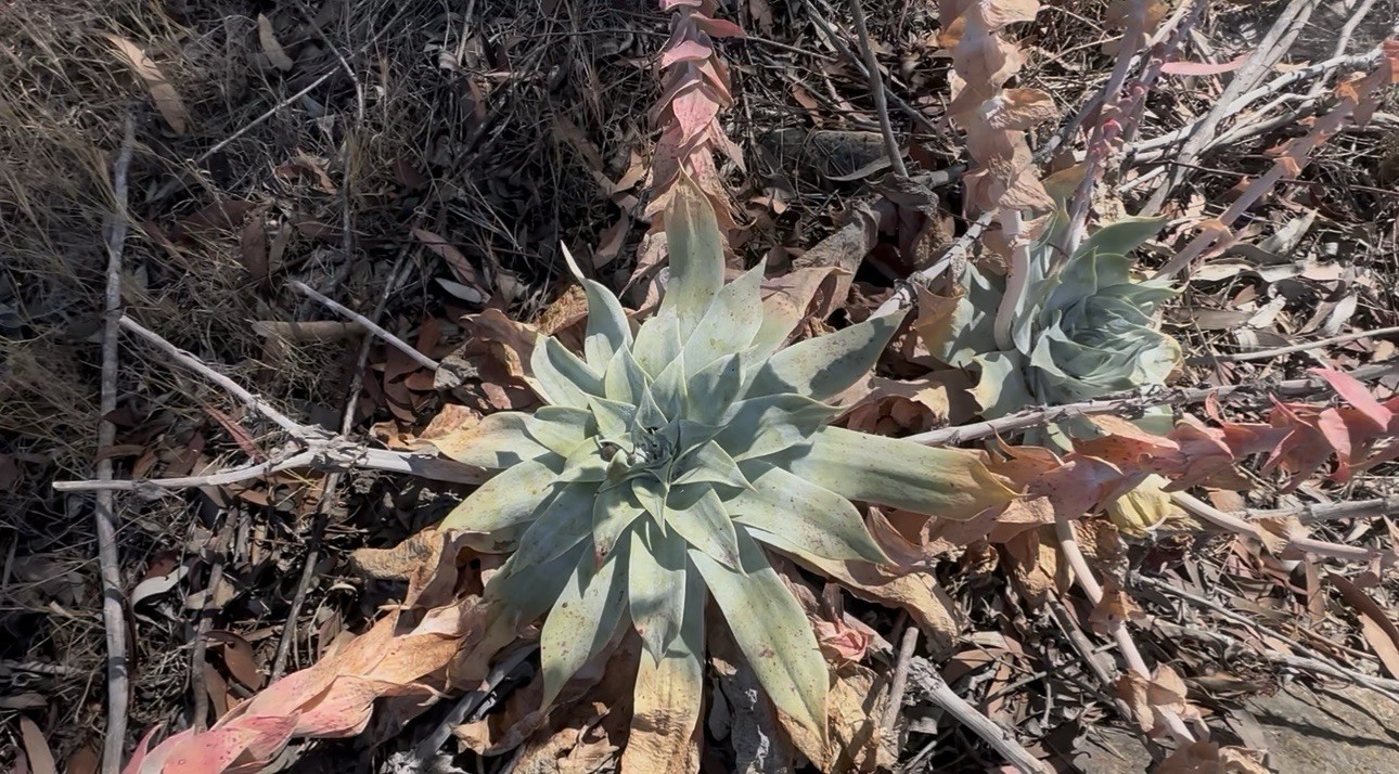 111+ Dudleya Pulverulenta Fresh Seeds Chalk Dudleya Harvested June 2026