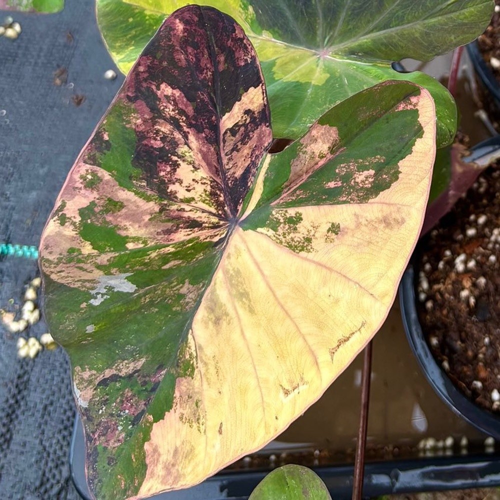 Colocasia Variegated Bulb Elephant Ear Episode One Tuber New Hybrid RARE