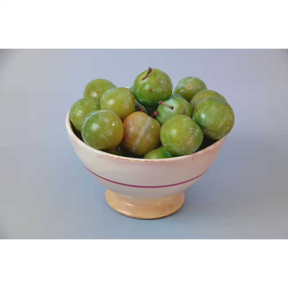Dwarf Green Gage Plum Tree Bare Root – 3-4 Ft. Tall Rare Green Dessert Plum