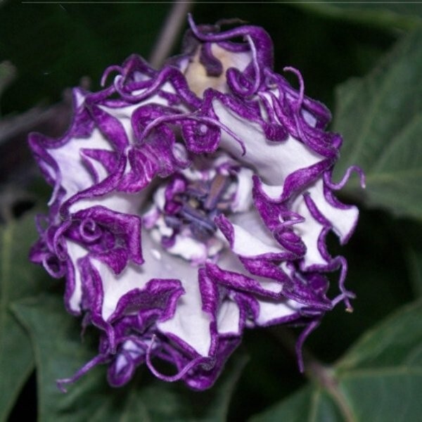 Custom Devil Trumpet Mix -Trumpet Bush Seeds -Datura MANY COLORS