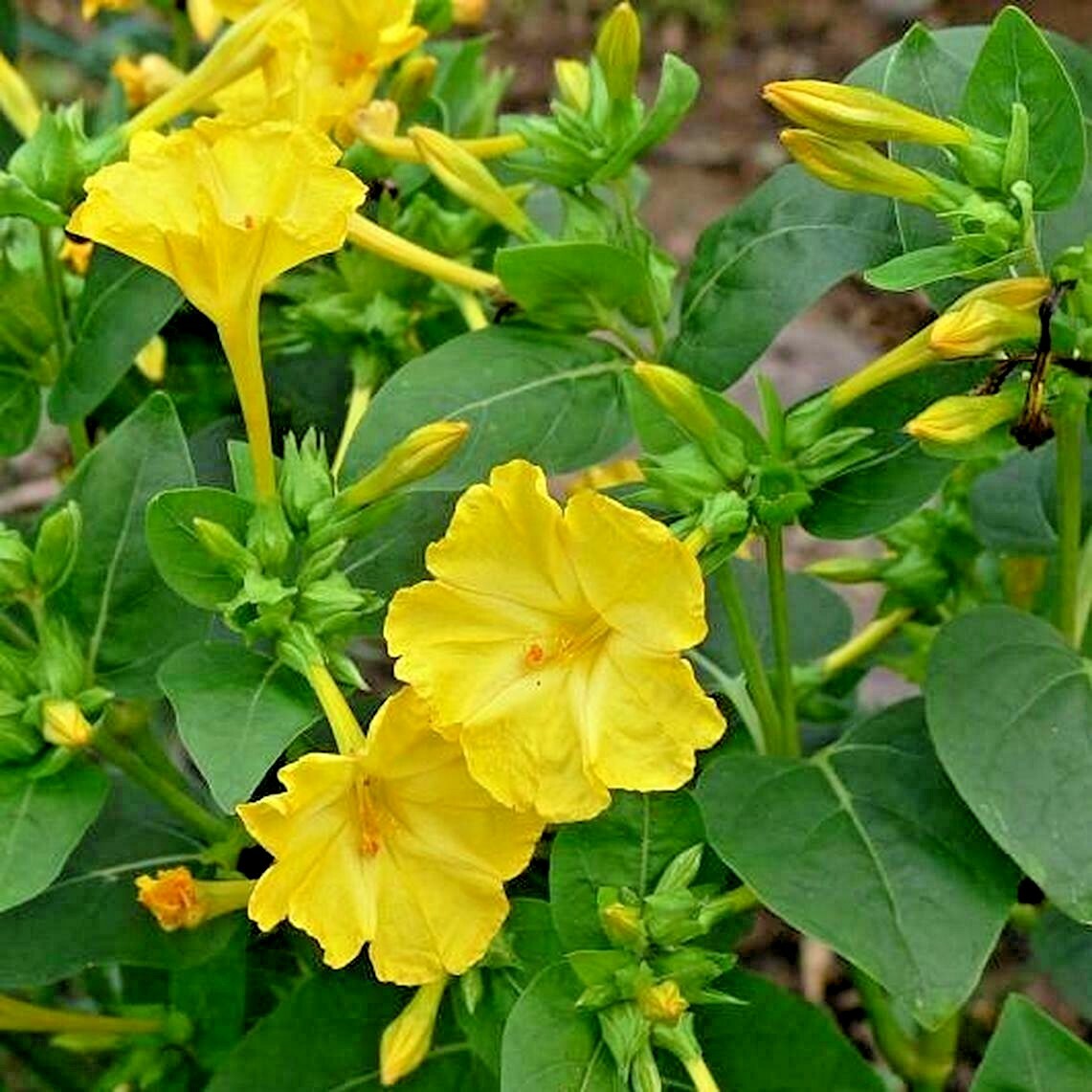 40+FOUR O CLOCK MIX Seed Wildflower Pollinators Fragrant Night Blooms Perennial