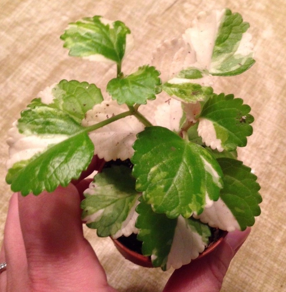 **ORIGINAL** VARIEGATED SWEDISH IVY (PLECTRANTHUS AUSTRALIS VAR.) – 2 1/4″ POT