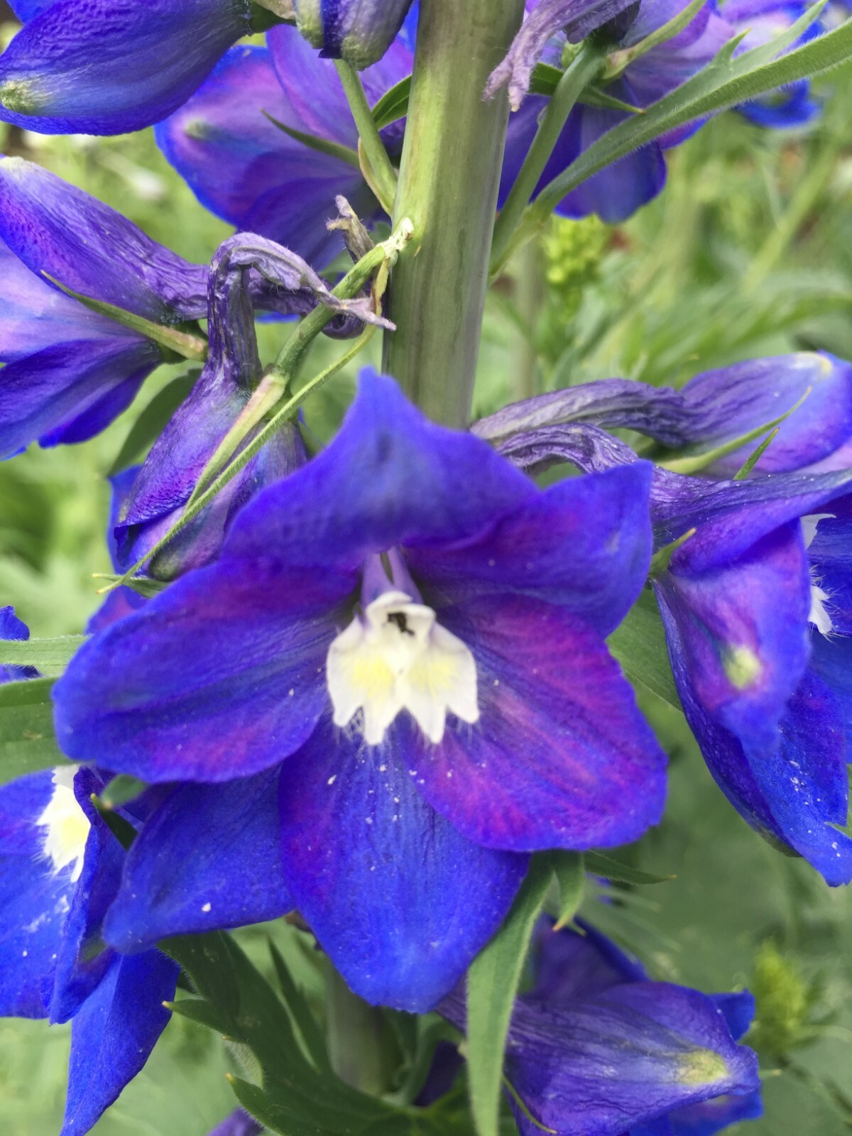 150 seeds DELPHINIUM KING ARTHUR Royal BLUE / PURPLE Tall perennial +gift