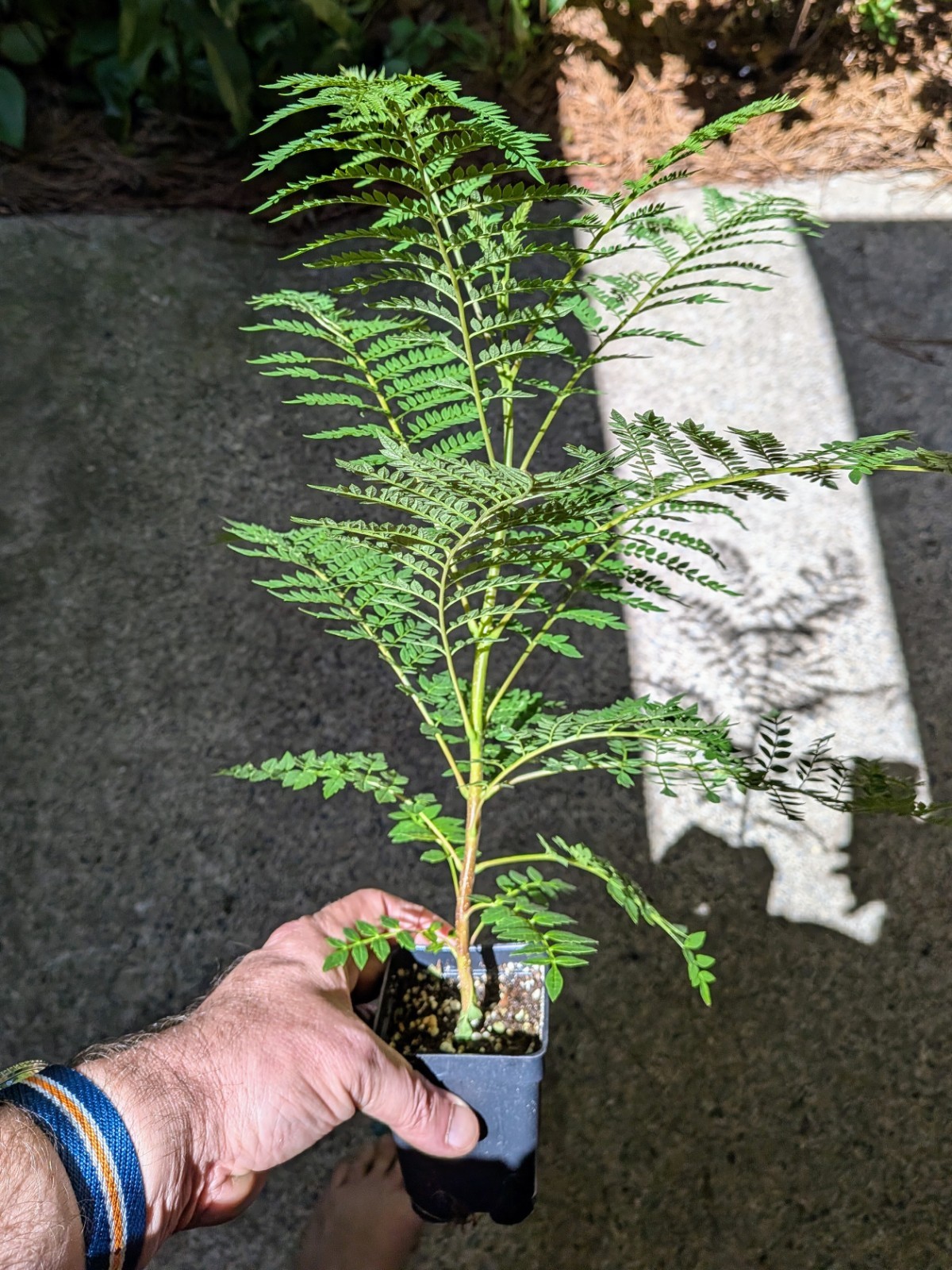Blue Jacaranda Tree – Large plug! Jacaranda mimosifolia – Live Plant 12″ Tall