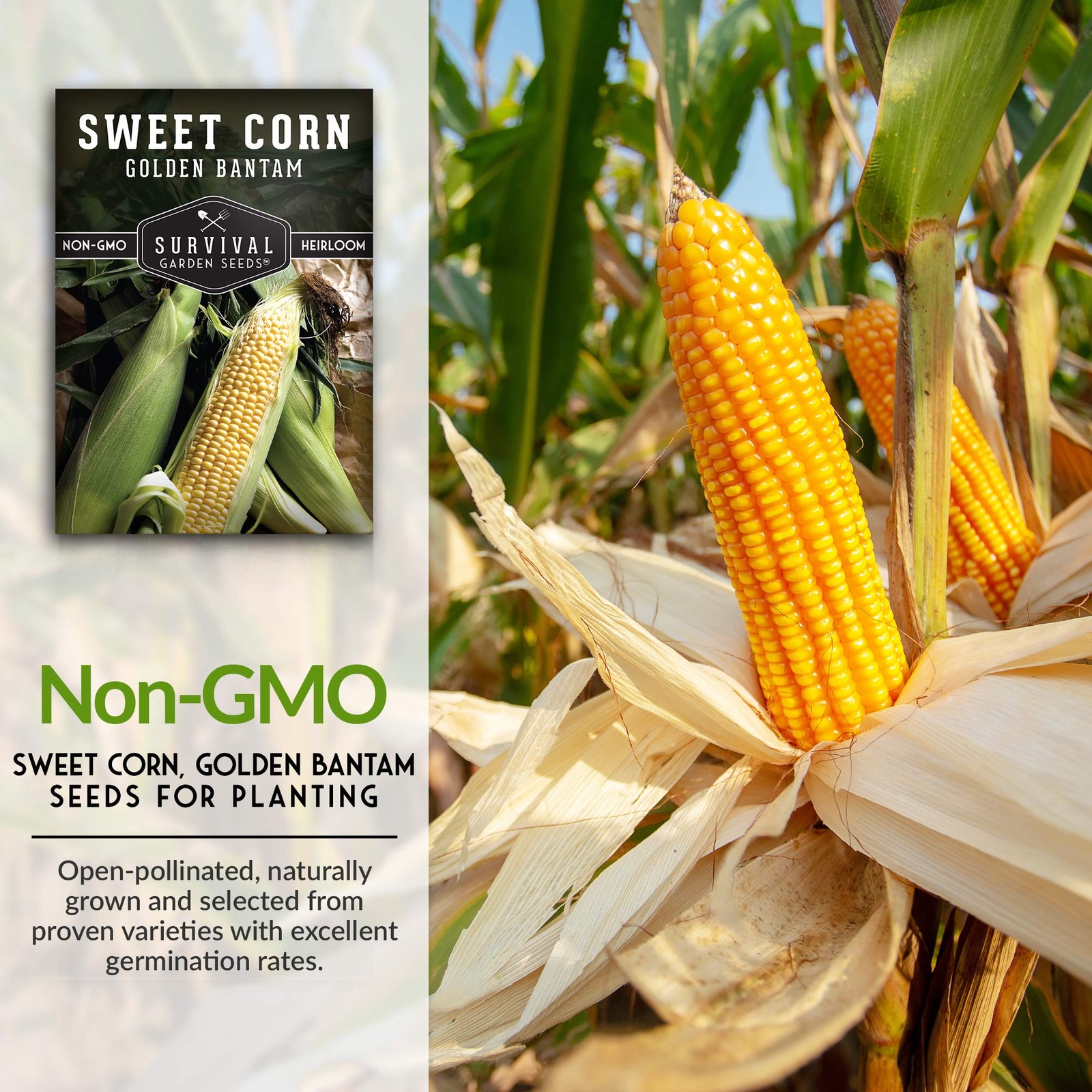 Golden Bantam Sweet Corn Seed for Planting – 1 Pack with Instructions yellow