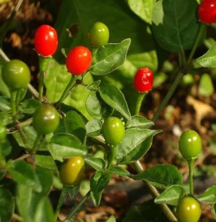 20 Classic Fresh Hot Chiltepin Premium Pepper Seeds-A 19