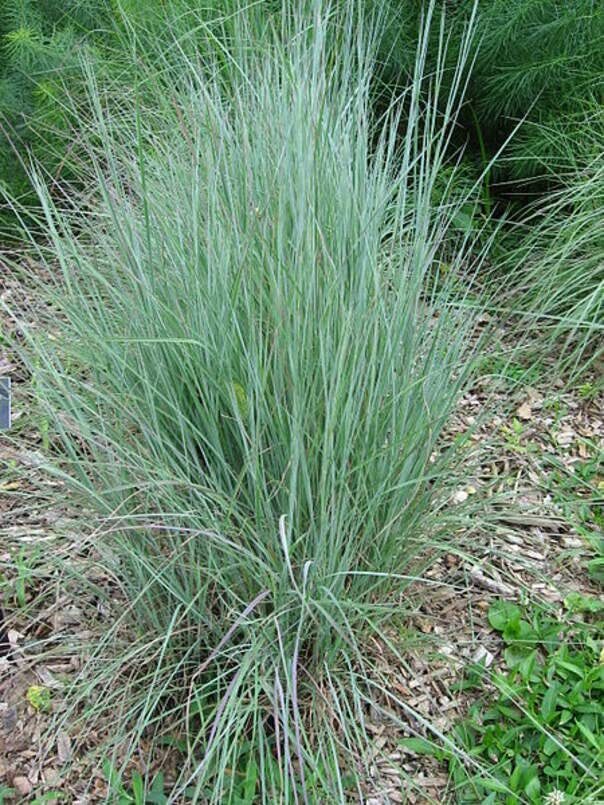 100 Little Bluestem Ornamental Grass Seeds for Planting – Schizachyrium scopariu