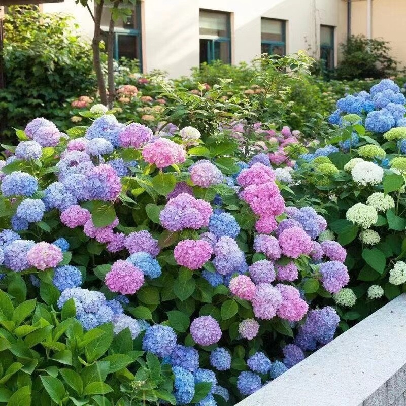20 SEEDS for Blue Violet Pink HYDRANGEA RARE flower exotic bush plant USA Seller
