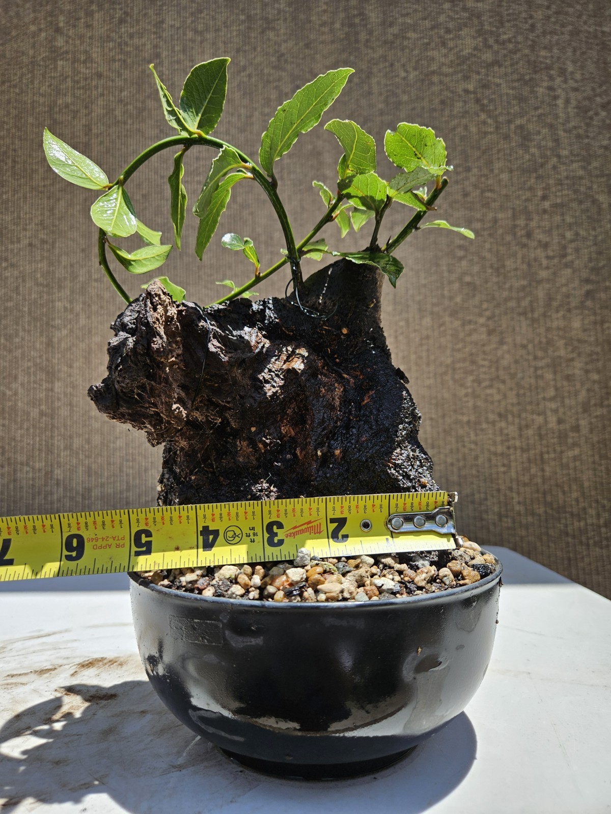 Old Sweet Bay Leaf ( Bay Laurel ) Bonsai Tree,,, SALE