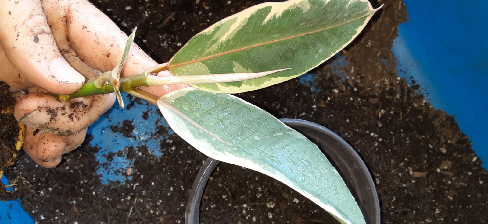 1 Ficus Tineke Live Starter Plant- READ LISTING