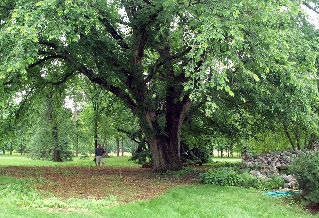 American White Elm Tree Seeds (Ulmus americana) Fast Growing Shade Tree, Hardy-2