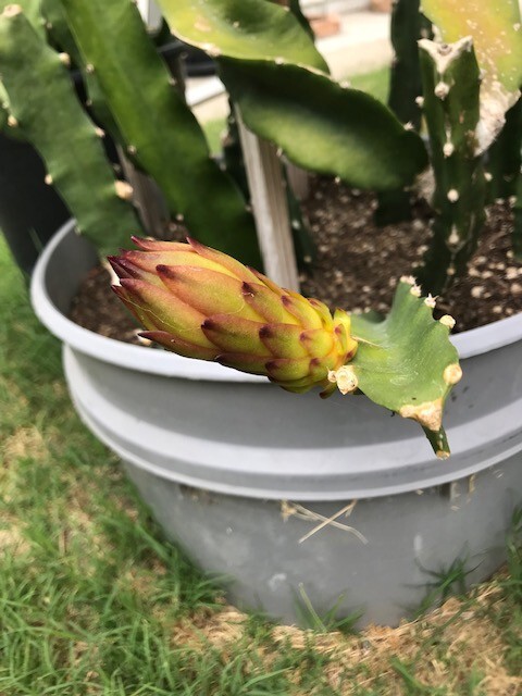 Gaint Yellow Dragon Fruit Pitaya Selenicereus 7″-10″ (2) pieces