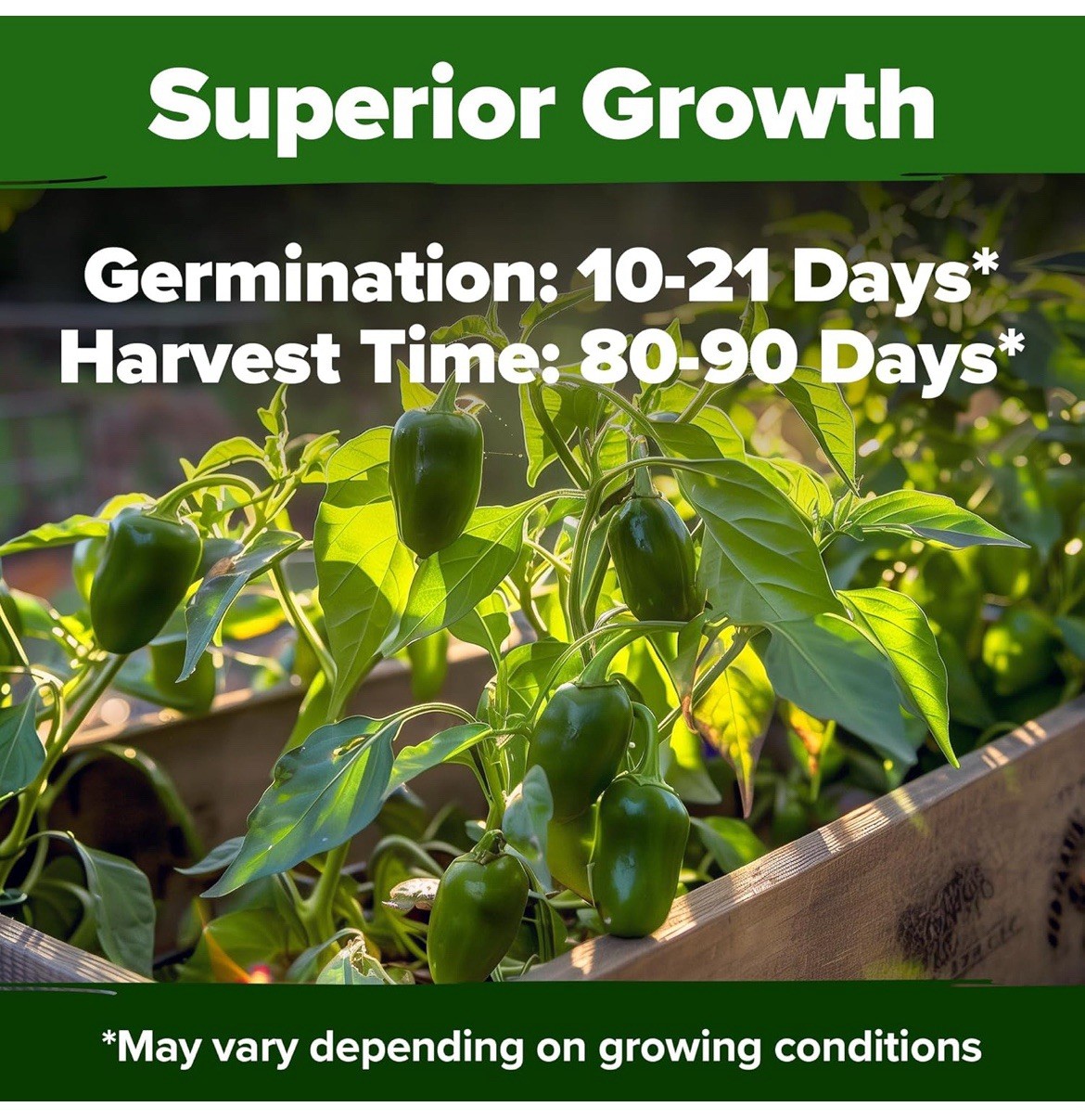 🌶️Early Jalapeno Pepper Seeds 🔥25+ Hot Spicy Salsa Garden Heirloom Non-GMO