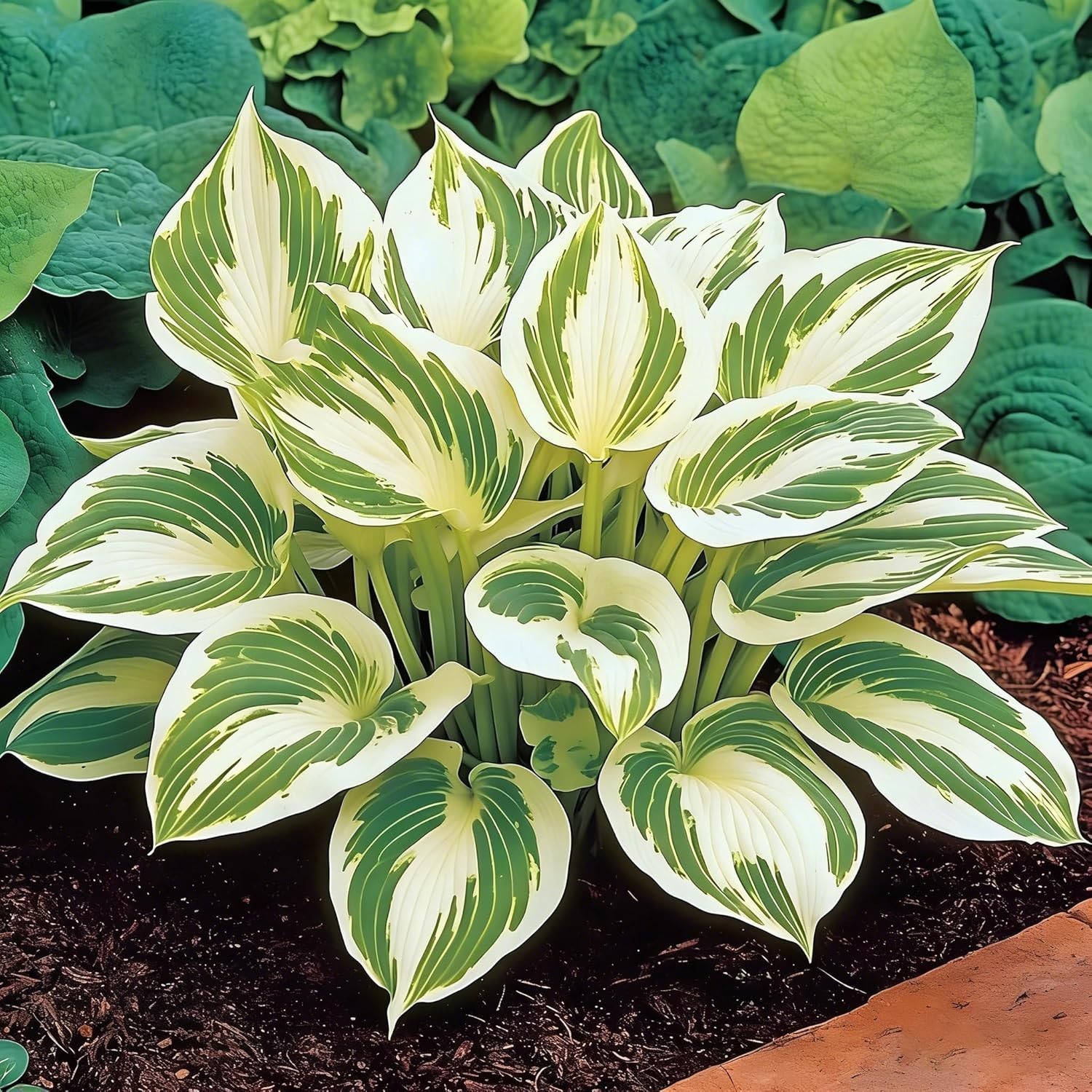 220+ Hosta Seeds Blue Perennial for Planting,Hosta Seeds Blue and Black….