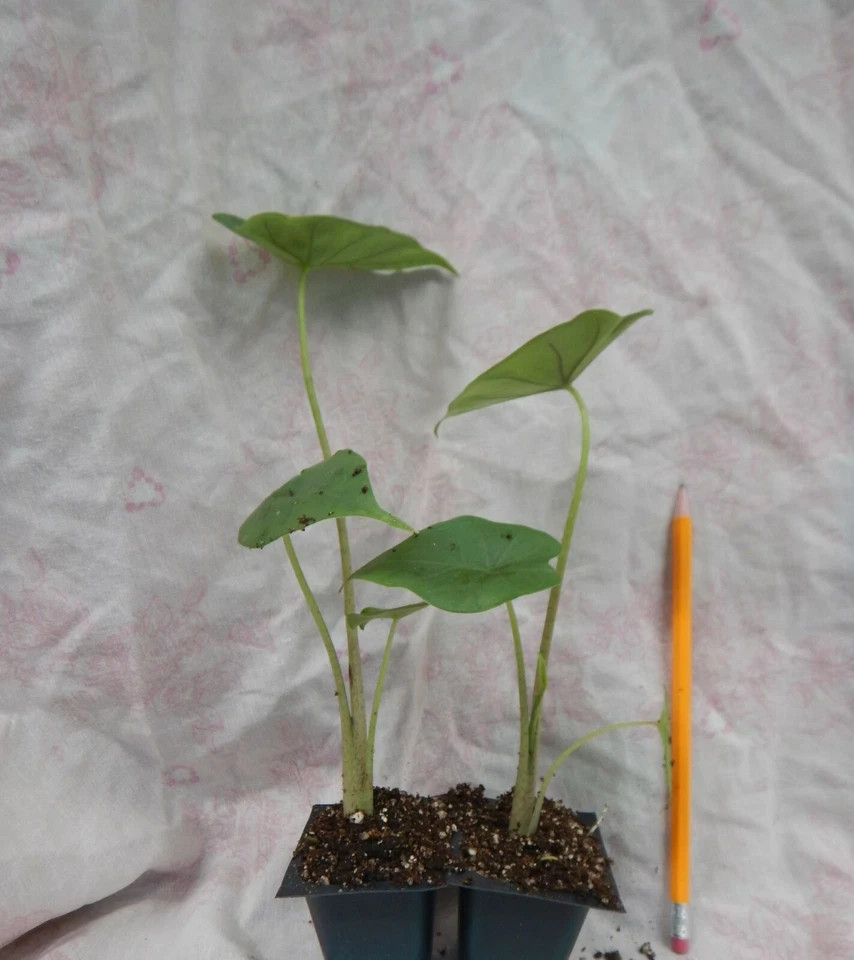 **THAILAND GIANT** Elephant Ear Colocasia Esculenta Starter Plant**U