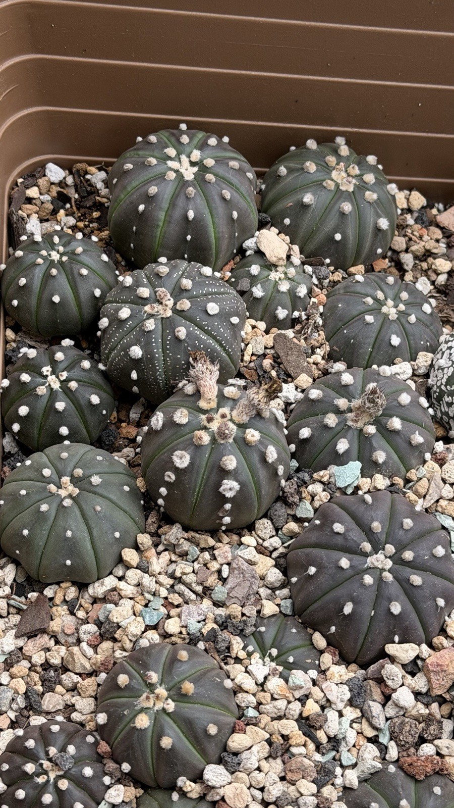 Astrophytum Asterias Star Cactus Sand Dollar rare cactus seed grown WHOLE TRAY