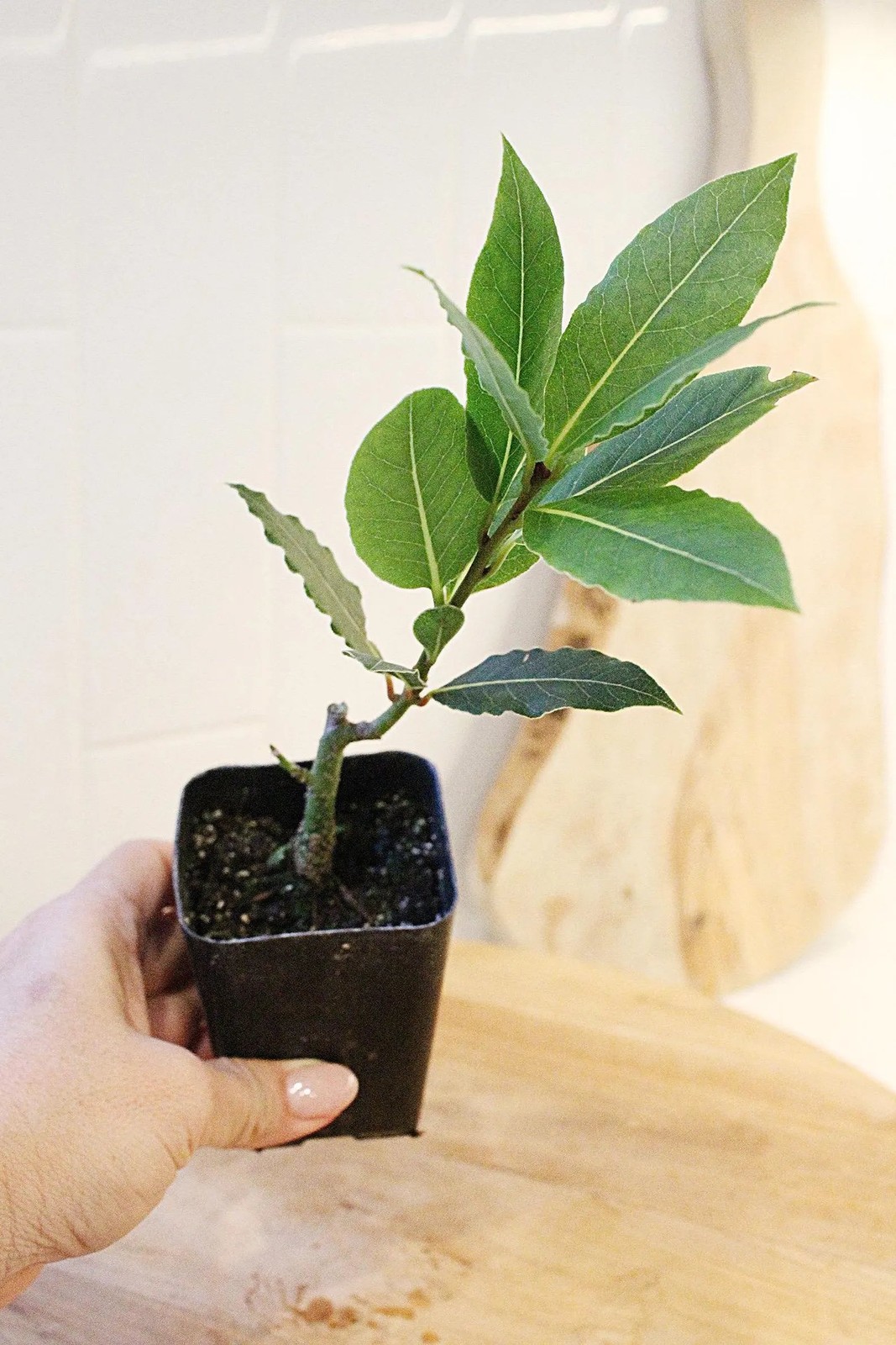 Sweet Bay Laurel Plant, 2.5 Inch Pot, Culinary Herb Starter, Edible Herb Tree