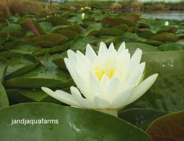 Odorata Hardy water lily Pure White Fragrant koi pond water garden J&J Aquafarms