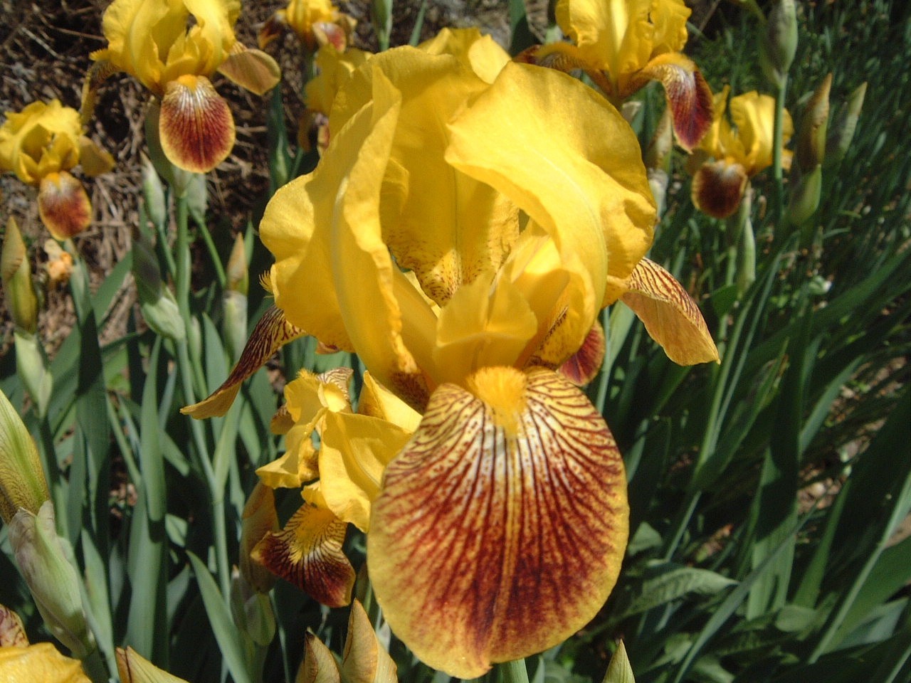 6 French Iris Plants – 24″ TB Iris Gold & Velvet – Perennial – Deer Proof
