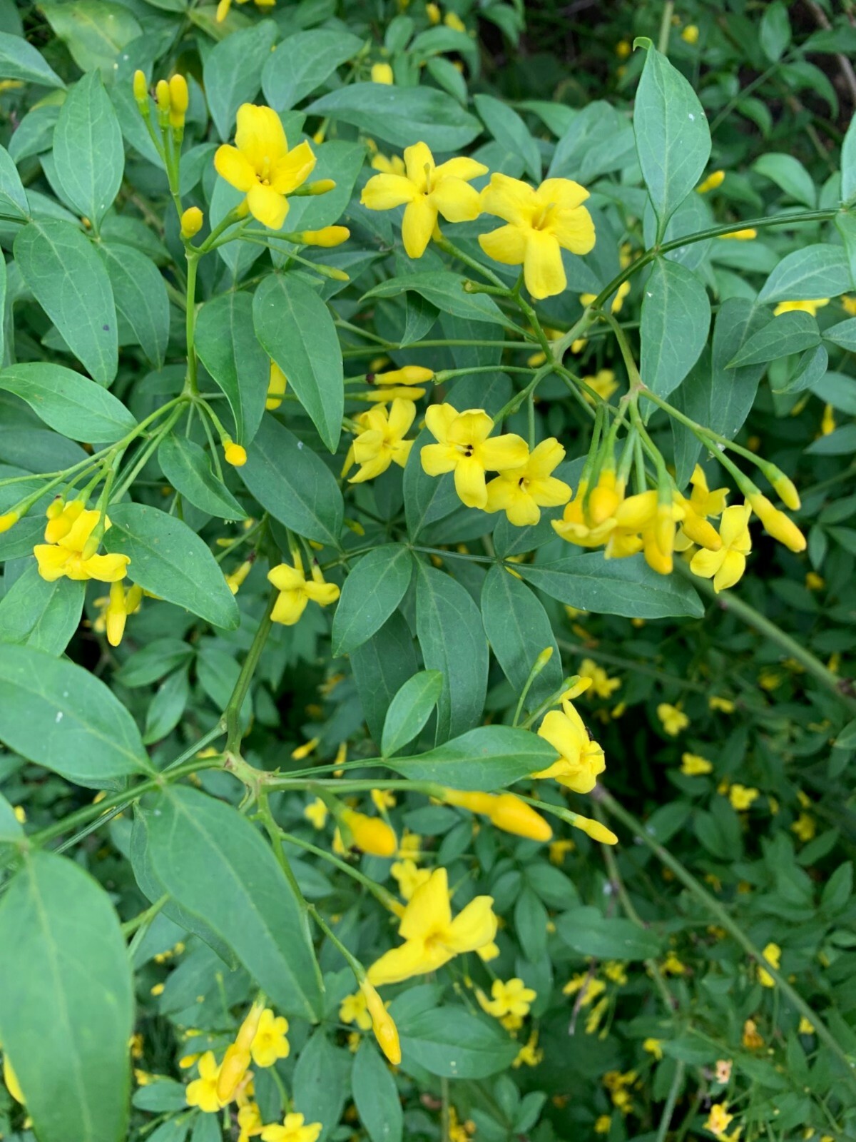 Yellow Jasmine ‘Revolutum’ (Jasminum humile) 2″ Pot Size