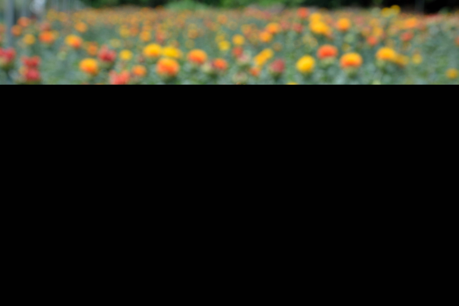 300 SAFFLOWER Saffron Carthamus Tinctorius Yellow Orange Flower Seeds *Comb S/H