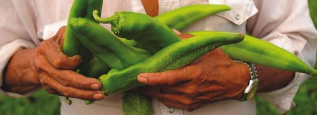Barker’s New Mexico hot pepper seeds non-gmo heirloom open pollinated HOTTEST!