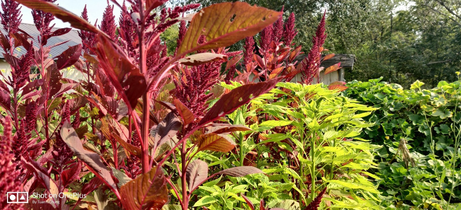 1000+ Red Amaranth Edible Herb Seeds / Rau Dền Đỏ for 2024 season . US seller